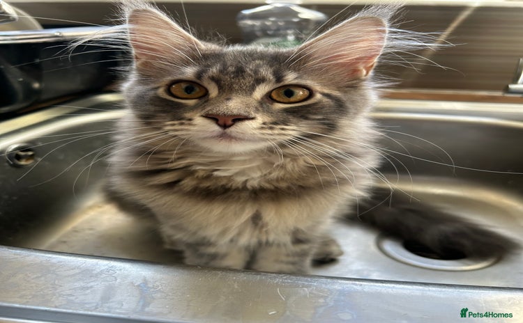 Maine Coon cats in Huddersfield - Advert 1