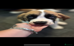 Saint Bernard dogs for sale: Saint Bernard  - Image 4