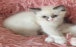 Ragdoll cats for sale: Ragdoll kittens  - Image 6