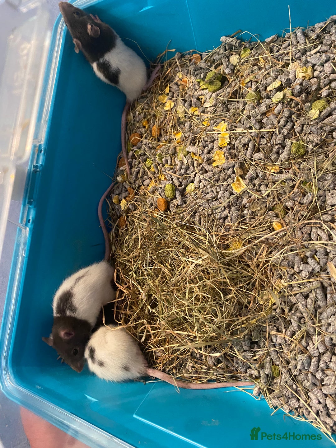 Rat rodents for sale: Rat pups  - Image 4