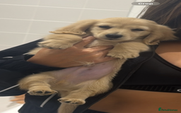 Miniature Dachshund dogs for sale: Kc English cream long haired miniature dachshund  - Image 2