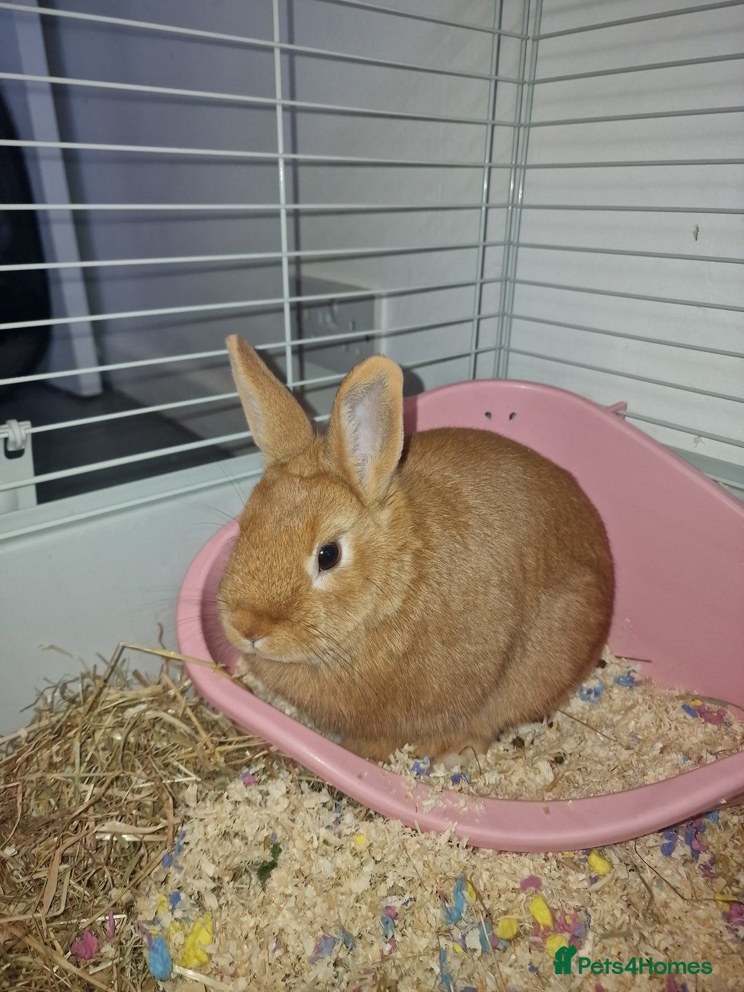Dwarf Lop rabbits for sale: Rabbit  - Advert 3