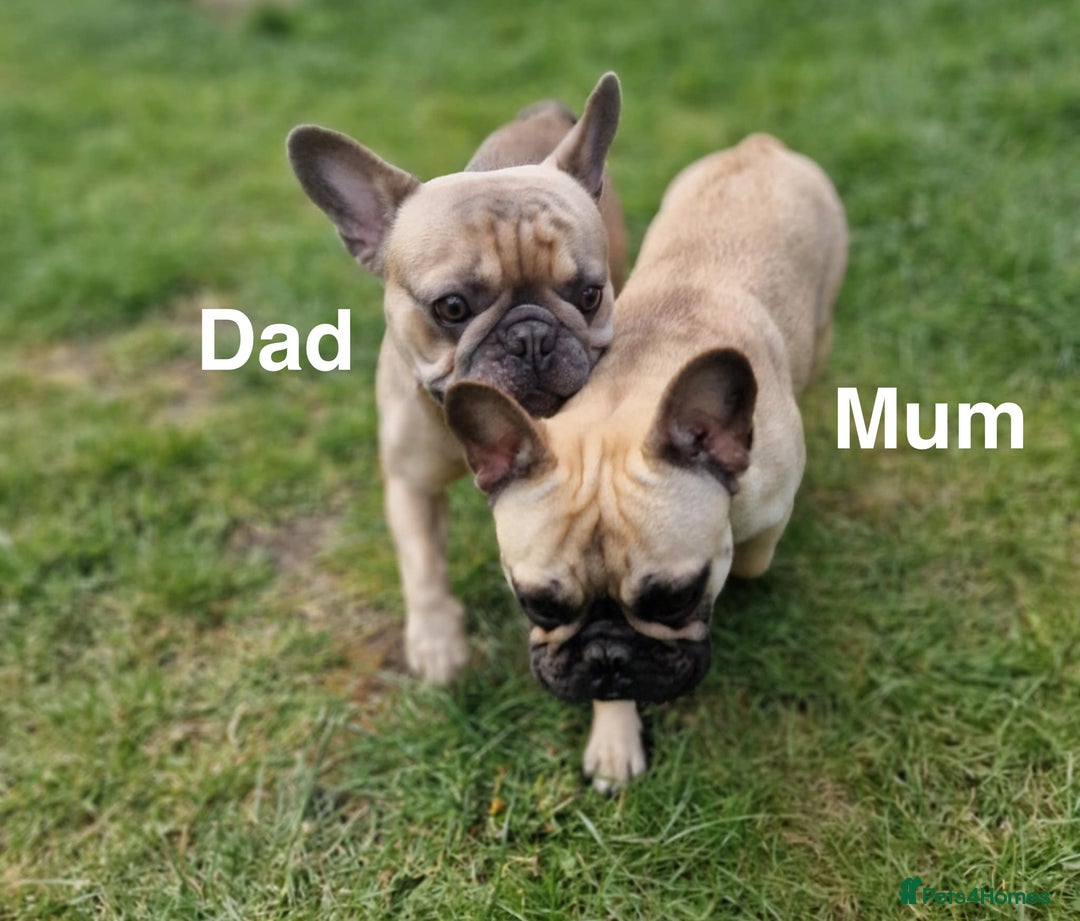 French Bulldog dogs for sale: French Bulldog puppies  - Image 4