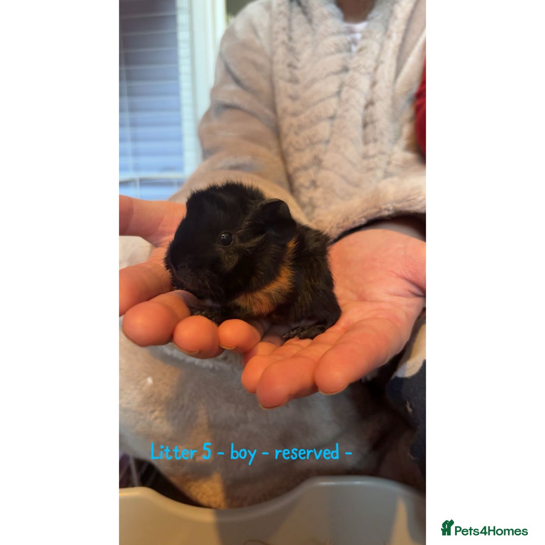 Guinea Pig rodents for sale: Beautiful baby guniea pig for sale Girls & Boys - Advert 20