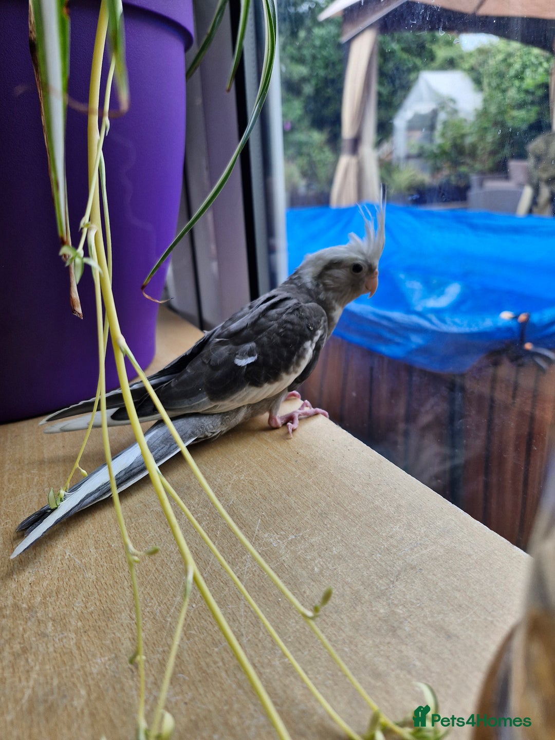 Cockatiels birds for sale: Semi tame baby cockatiels  - Image 3
