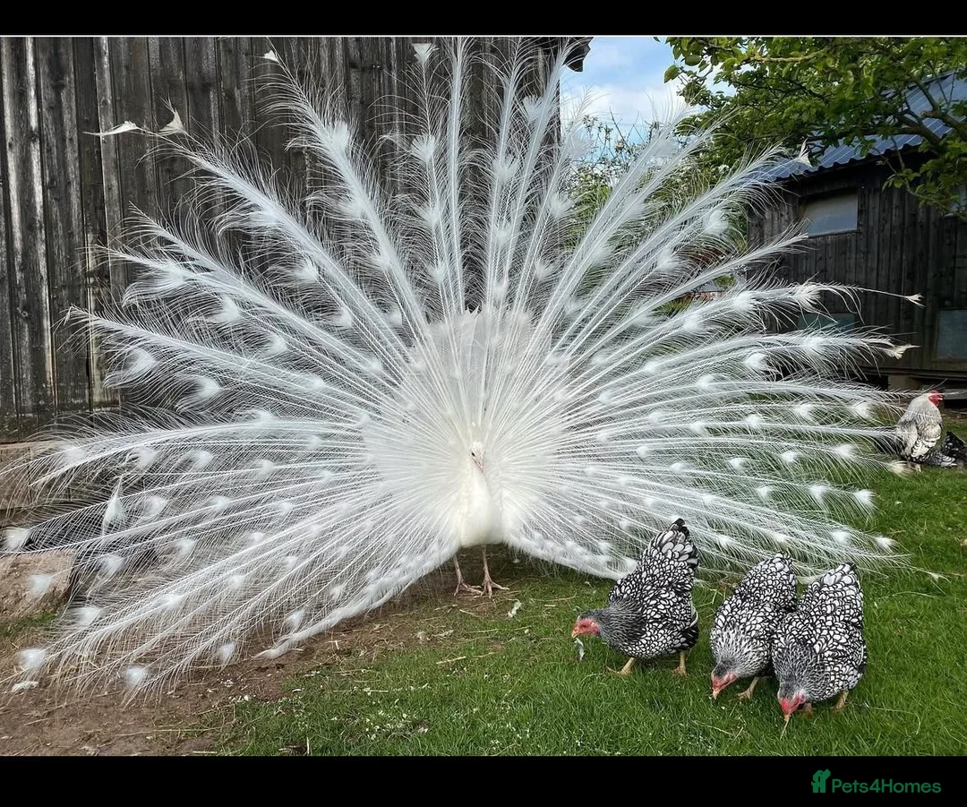 Peafowl poultry for sale: Pairs of white peacocks  - Advert 1
