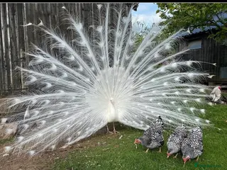 Peafowl poultry Pairs of white peacocks - Advert 2
