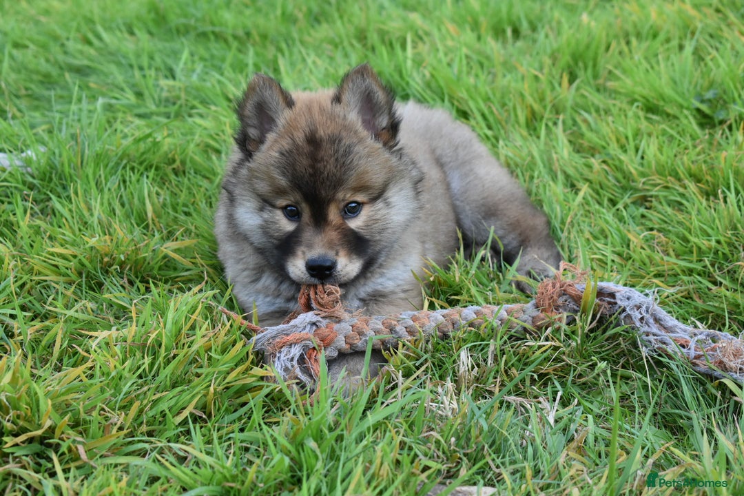 Chow Chow dogs for sale: Genuine Teddy Bear Chowski Puppies - Image 9
