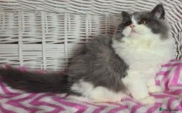 British Longhair cats for sale: Tica registered British Longhair Lady Rehome - Image 21