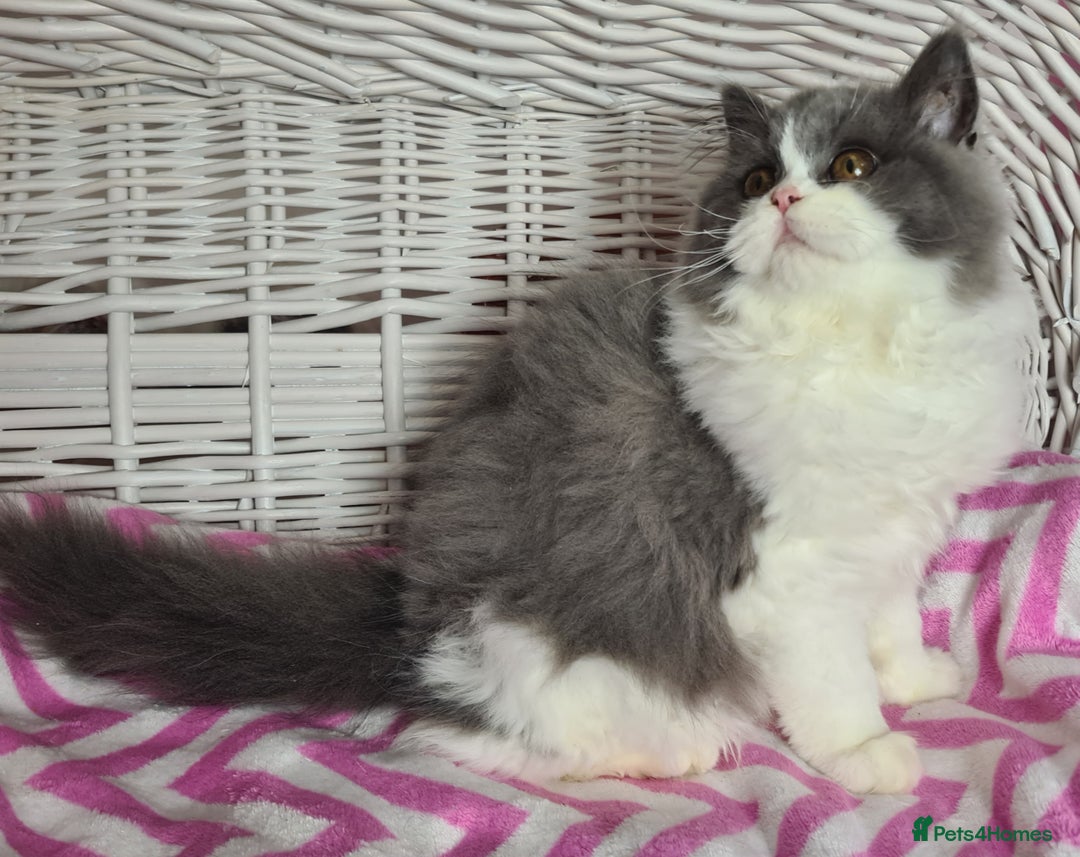 British Longhair cats for sale: Tica registered British Longhair Lady Rehome - Image 21