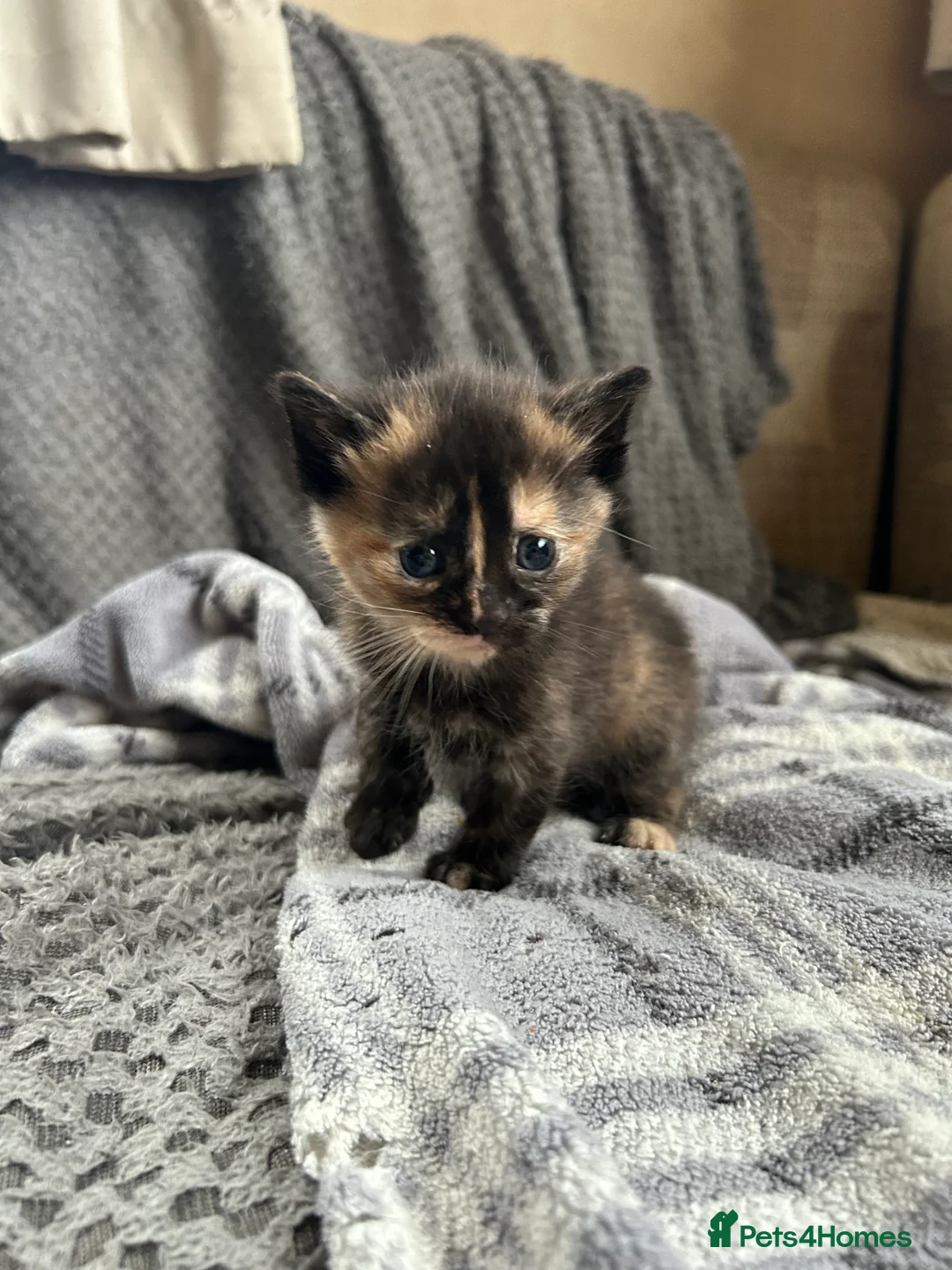 Mixed Breed cats for sale: Beautiful Kittens For Sale  - Advert 6