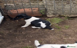 Jack Russell dogs for sale: Jack Russel pups - Image 6