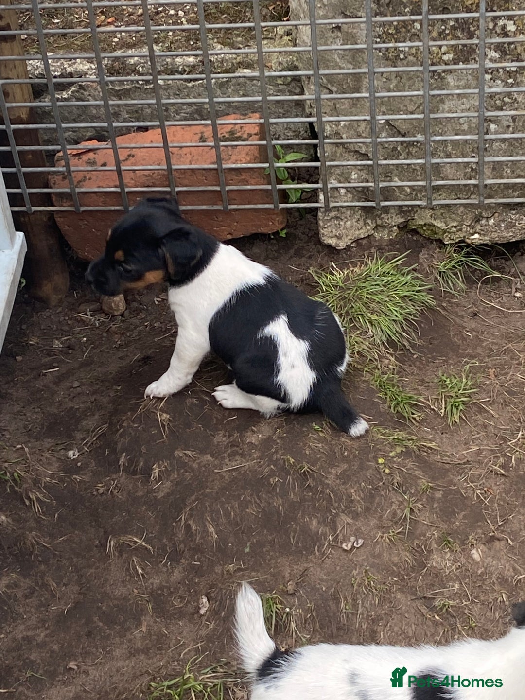 Jack Russell dogs for sale: Jack Russel pups - Image 6