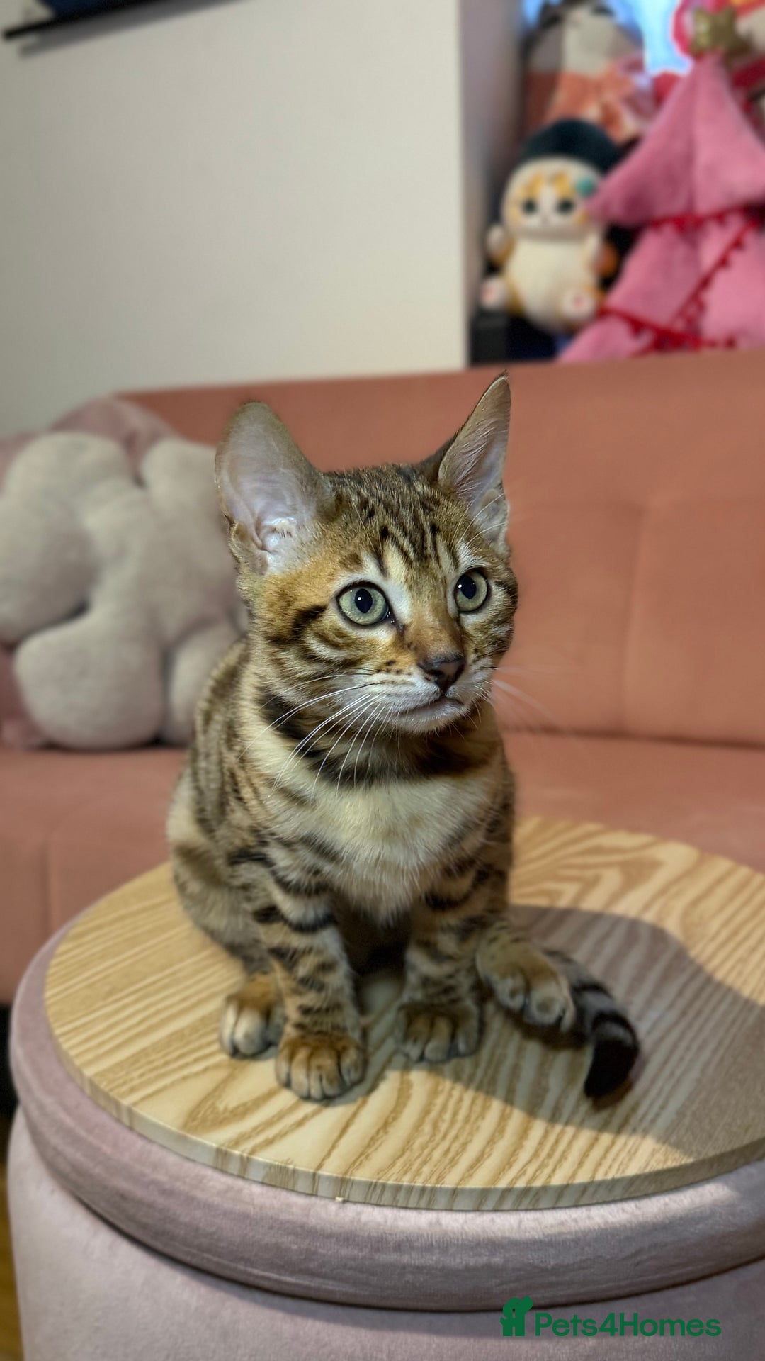 Bengal cats for sale: Bengal kittens TICA ready to leave NOW♥️🐈 - Advert 15