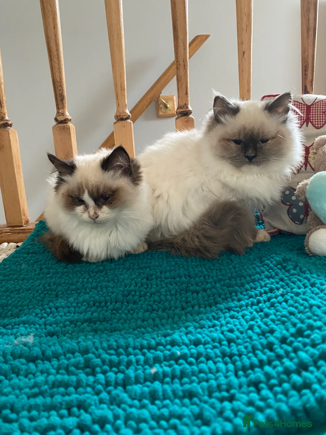 Ragdoll cats for sale: 🐾 adorable ragdoll kittens for sale 🐾  - Advert 7