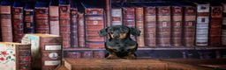 Miniature Dachshund dogs for sale: Miniature Dachshund puppys ready now  - Advert 5