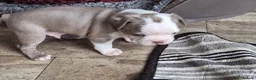 Boston Terrier dogs for sale: KC reg 2 girls 3 boys available  - Advert 9