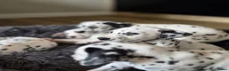 Dalmatian dogs for sale: Beautiful KC Reg Dalmatian Puppies in Newport - Advert 29
