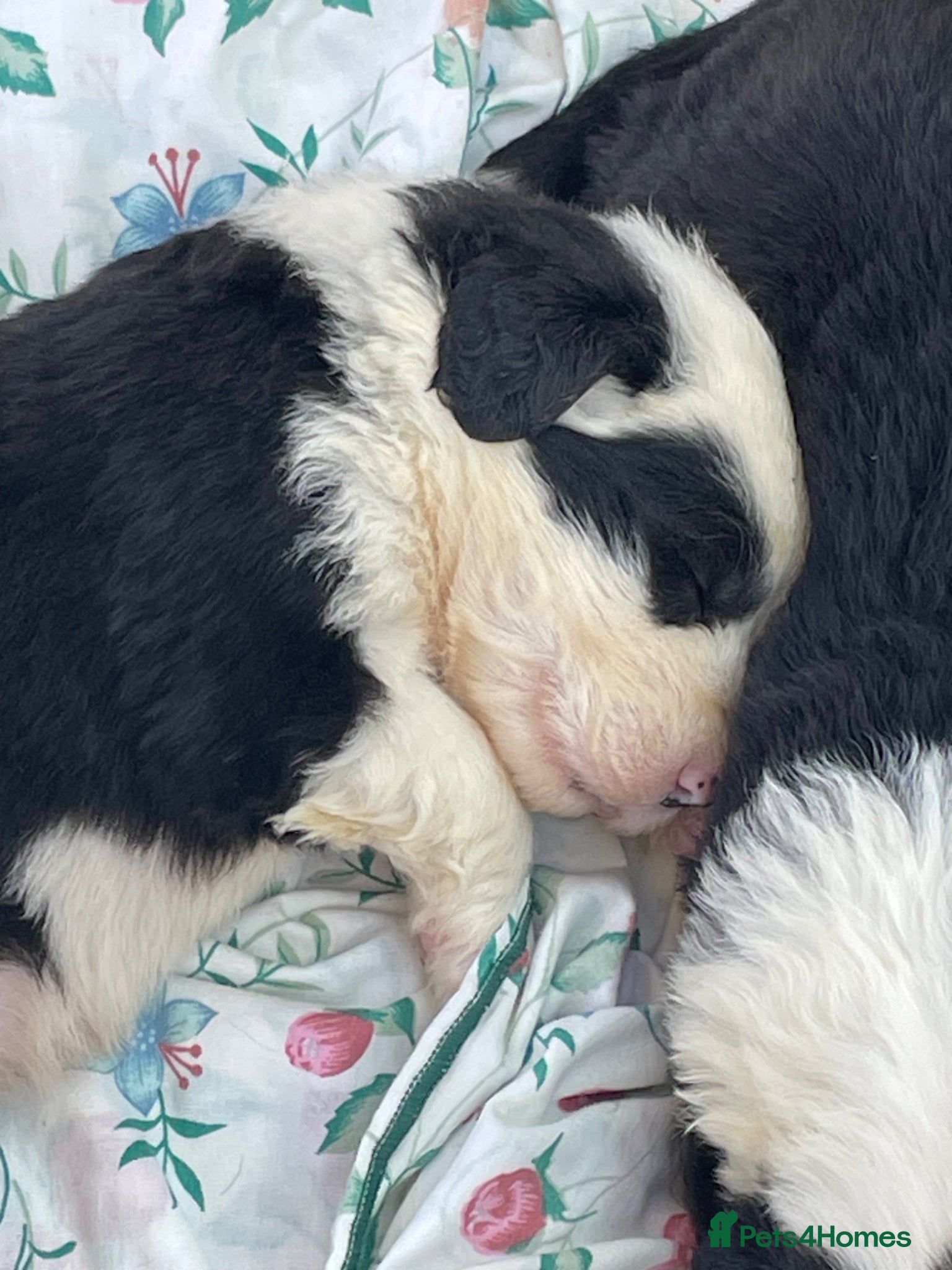 Old English Sheepdog dogs Old English sheep dog puppies  - Advert 2