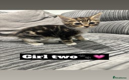 Mixed Breed cats for sale: 4 kittens - Image 3