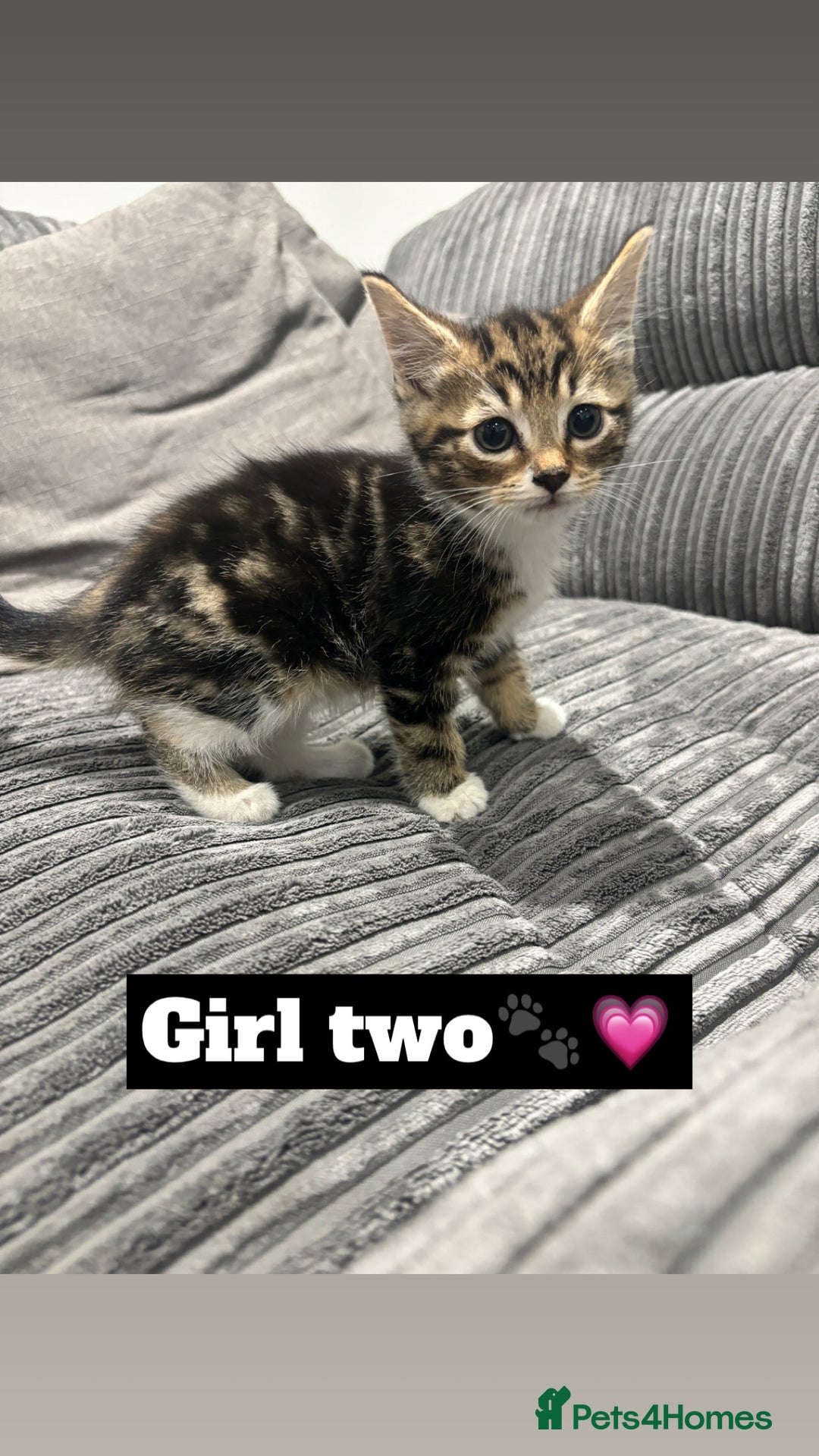 Mixed Breed cats for sale: 4 kittens - Image 3