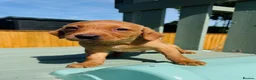 Labrador Retriever dogs for sale: Fox Red KC Registered Labradors 🐾🐾🐾 - Advert 18