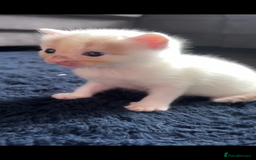 Turkish Van cats for sale: 2 x boy kittens  - Image 6