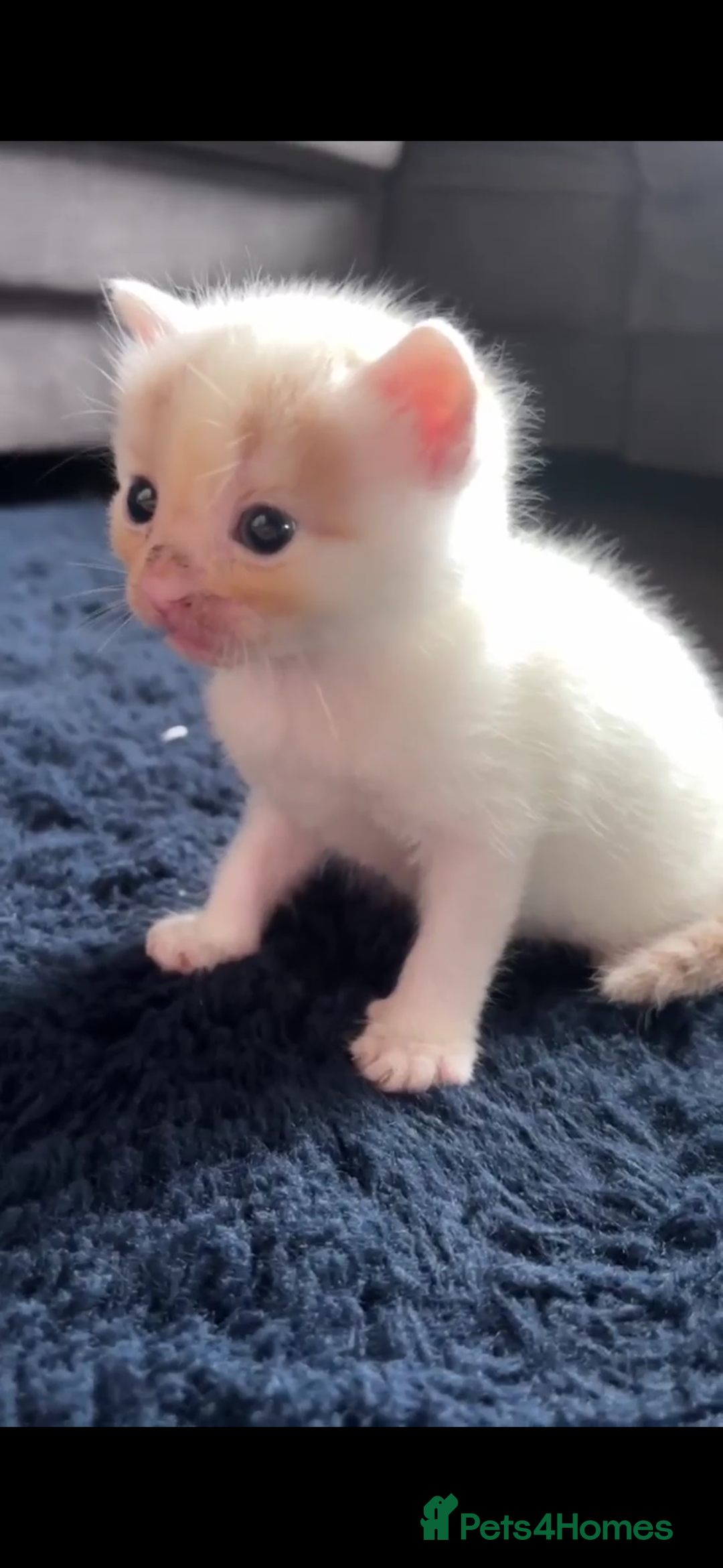 Turkish Van cats for sale: 2 x boy kittens  - Image 6