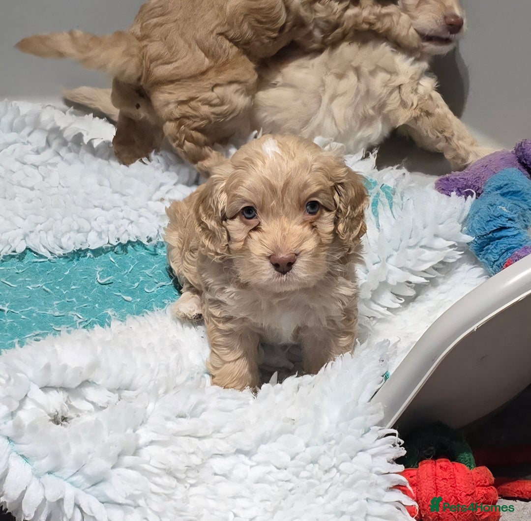 Cockapoo dogs for sale: F1 cockapoo puppies - extensive health tests - Advert 10