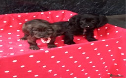 Cocker Spaniel dogs for sale: Beautiful cocker spaniel pups for sale - Image 3