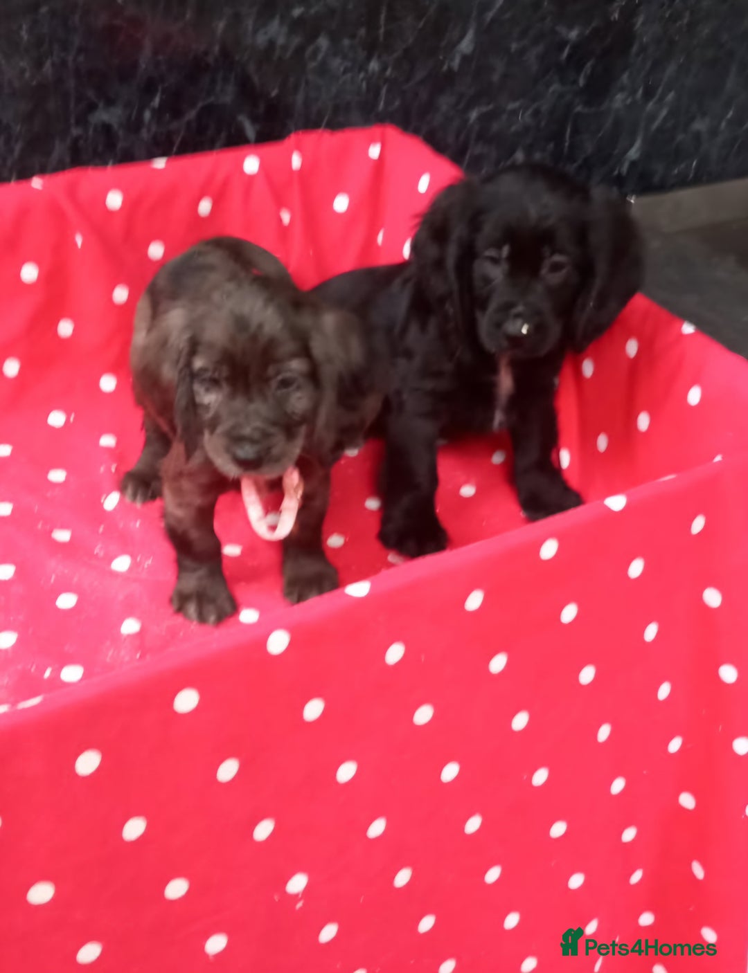 Cocker Spaniel dogs for sale: Beautiful cocker spaniel pups for sale - Image 3