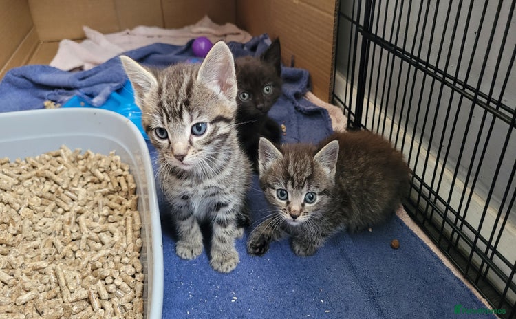 Mixed Breed cats - Advert 4