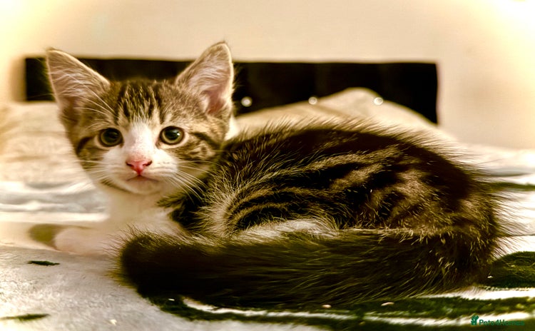 Mixed Breed cats - Advert 10