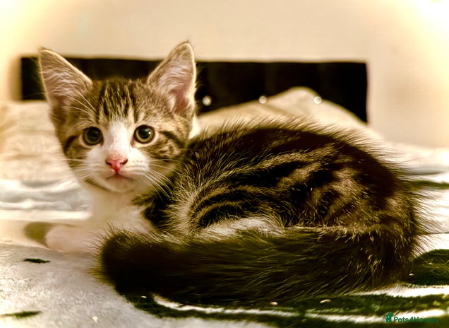 Mixed Breed cats - Advert 10