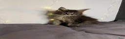 Maine Coon cats for sale: Georgeous Maine Coon kittens  - Advert 14