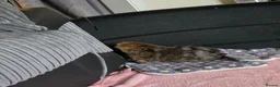 Guinea Pig rodents for sale: Toffee - 1 year old in Huddersfield - Advert 3