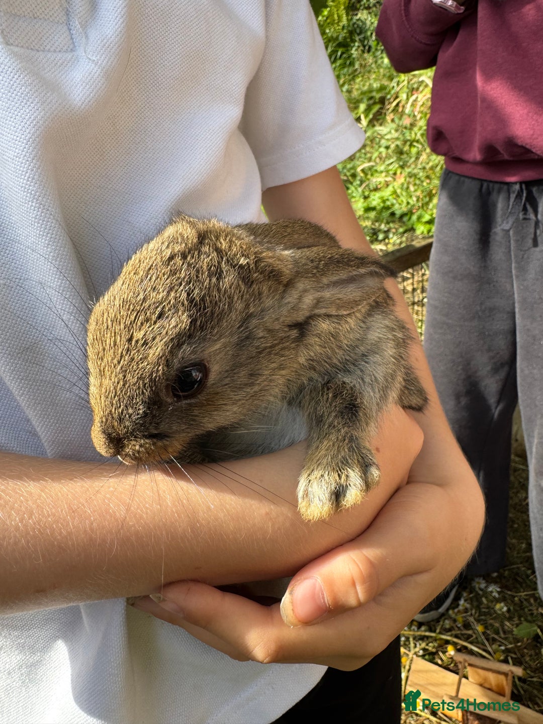 English rabbits for sale: 7 baby rabbits - Image 10