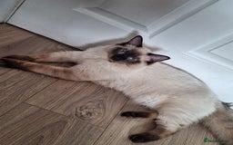 Ragamese cats for sale: 1 boy 1 girl ragamese kittens - Image 6