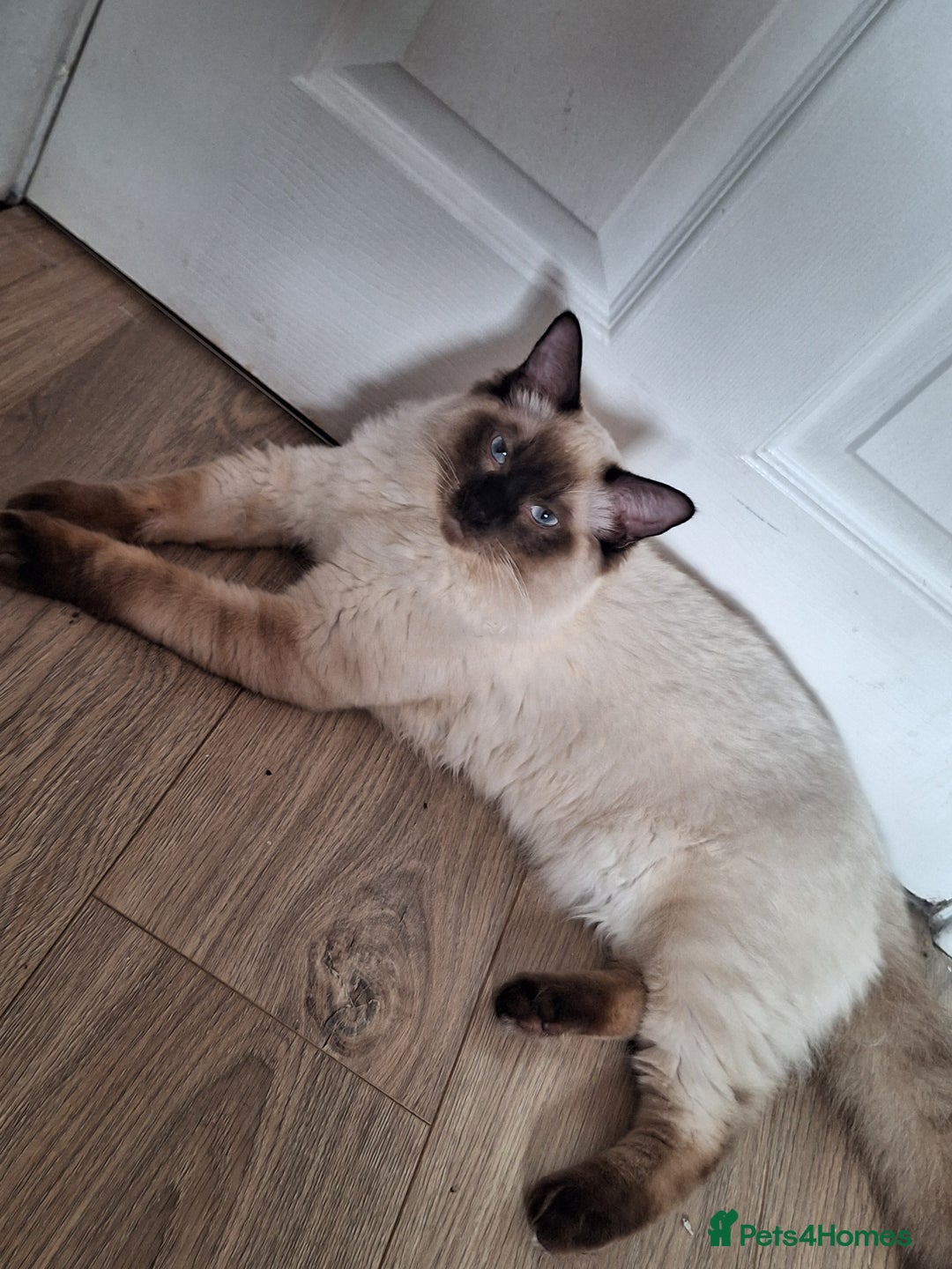 Ragamese cats for sale: 1 boy 1 girl ragamese kittens - Image 6