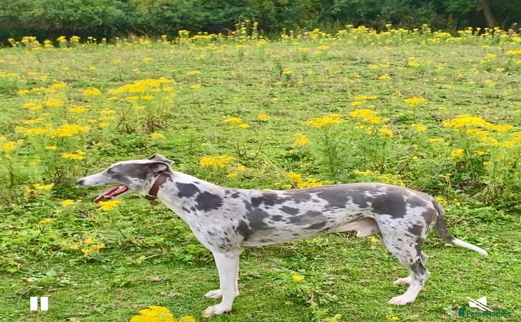 Lurcher dogs - Advert 1