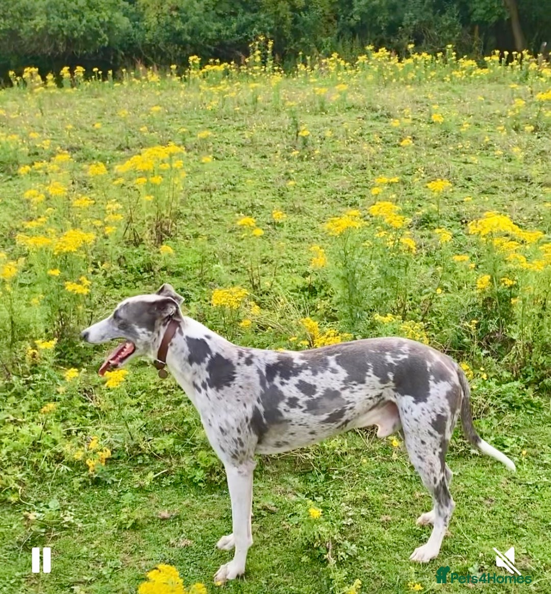 Lurcher dogs for sale: Male lurcher - Image 1