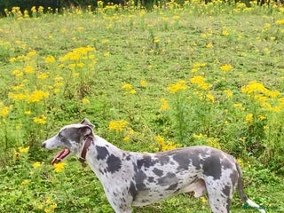 Lurcher dogs - Advert 7