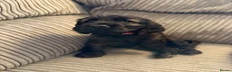 Cocker Spaniel dogs for sale: Beautiful show type cocker spaniel puppies - Advert 16