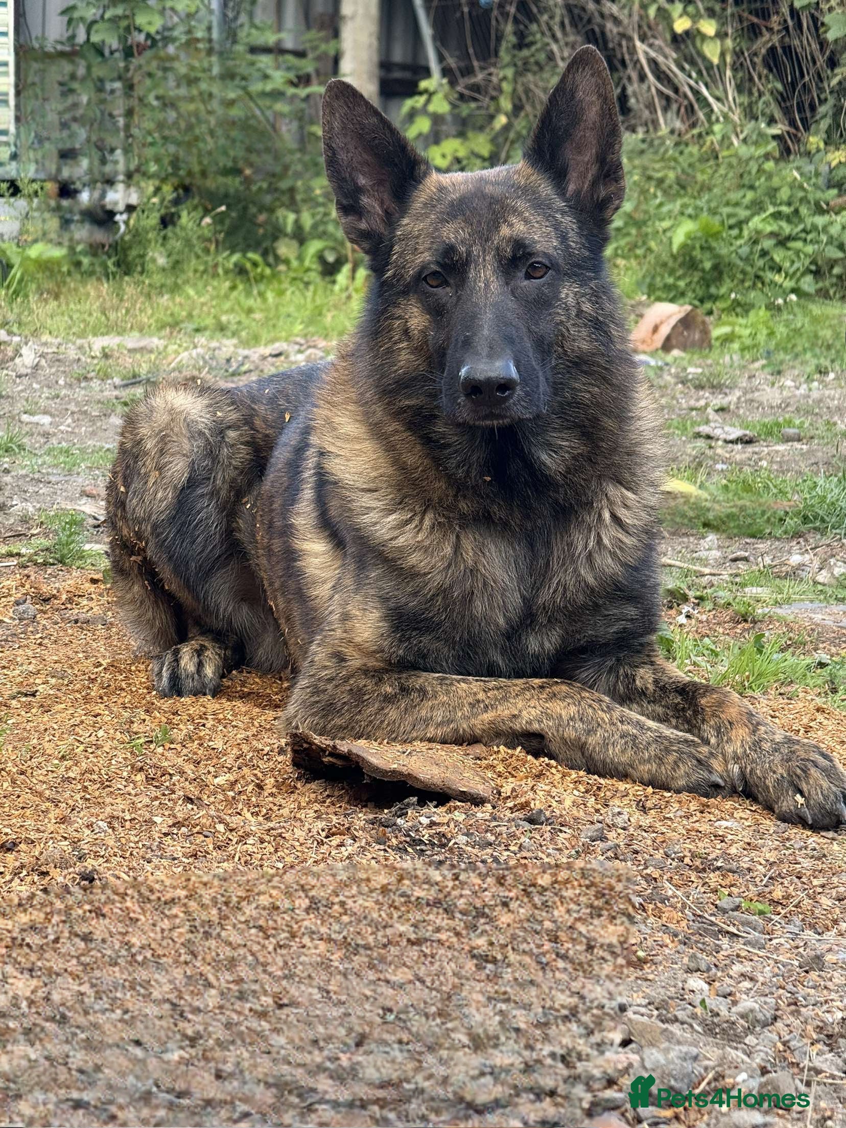 Mixed Breed dogs Shepherd Cross - Advert 1