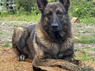 Mixed Breed dogs Shepherd Cross - Advert 1