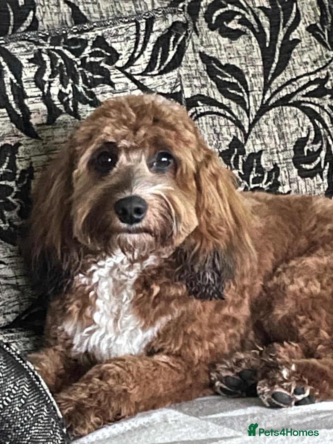 Cockapoo dogs for sale: Cockapoo - Image 20