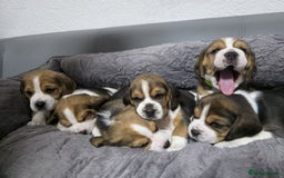 Beagle dogs for sale: Sweet litter of tri-colored beagle - Advert 3