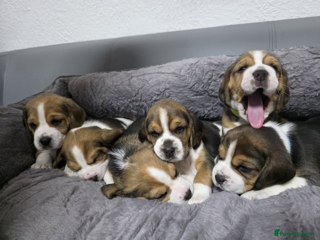 Beagle dogs for sale: Sweet litter of tri-colored beagle - Advert 3