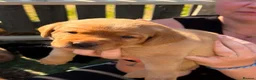 Labrador Retriever dogs for sale: Stunning Labrador puppies  - Advert 7