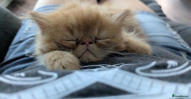 Persian cats - Advert 2